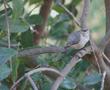 Birds love Toyon