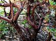 Sunset Manzanita is a high groundcover Arctostaphylos  with red bark and red new growth