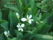 Here looking down on a flowering Anemopsis californica, Yerba Mansa, growing at the edge of a waterway.