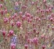 Orthocarpus densiflorus, Owl's Clover