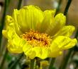 Acton Encelia, Mountain Bush Sunflower, Encelia actoni with flowers - grid24_24