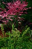 One year in the 1980's the Redbud, Cercis occidentalis and the Golden Currant, Ribes aureum gracilentum flowered exactly right.