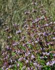 Island Black sage, Salvia brandegei flowers are sprays of blue. - grid24_24