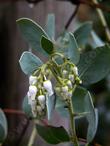 Arctostaphylos glauca from Frazier Park flower, plant makes a mound about 4 ft tall and 8 ft wide. - grid24_24