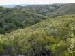 A hillside of Woolly Blue curls and Adenostoma fasciculatum (Chamise or Greasewood) in flower. Much maligned for flammability, it's less flammable than most garden plants.  - grid24_24