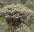 Arctostaphylos viscida ssp. viscida you can see why it's called  White Leafed Manzanita.