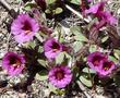 Mimulus fremontii flowers