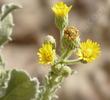 Heterotheca grandiflora, Telegraph Weed flowers