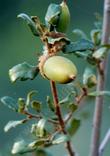 Quercus berberidifolia, the California Scrub Oak used to be part of Quercus dumosa. - grid24_24