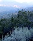 Artemisia tridentata, Great Basin Sage Brush, with Quercus alvordiana in the background, near Tehachapi, California. 