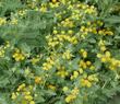 Tanacetum camphoratum, Camphor Dune Tansy plant.