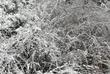 Cornus glabrata, Brown Twig Dogwood under snow, no damage