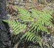 Pteridium aquilinum pubescens, Brake frond