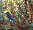 Western Bluebird on Mahonia nevinii, (syn. Berberis nevinii) Nevin's Barberry berries.