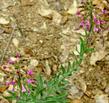 Arabis pulchra gracilis Beautiful Rockcress
