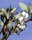 For awhile we were growing a weird manzanita from a stand of Big Berry.