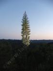 Yucca whipplei percusa in the sunset.