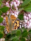 Howard McMinn manzanita with a Painted Lady Butterfly