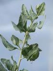 Atriplex lentiformis Breweri Brewers Salt Bush