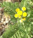 Tanacetum camphoratum, Camphor Dune Tansy flowers - grid24_24