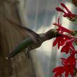 Another hummingbird sipping nectar from a flower of Lobelia cardinalis, Cardinal Flower, which seems to be at its best in filtered shade.