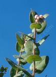 Arctostaphylos Osoensis with flower. - grid24_24