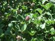 Psoralea orbicularis, Giant Clover flowers are blue, leaves are 4 inches across - grid24_24