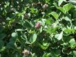 Psoralea orbicularis, Giant Clover flowers are blue, leaves are 4 inches across - grid24_24