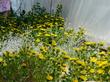 Grindelia stricta venulosa, Coastal Groundcover Gum Plant is about 3 inches tall.