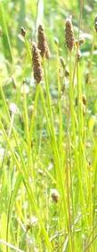 Heleocharis parishii, Eleocharis parshii spike rush with seed heads. - grid24_24