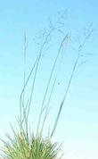 Deschampsia caespitosa,  Tufted Hairgrass with seed heads - grid24_24