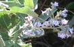 Eriodictyon crassifolium, Thick Leaved Yerba Santa