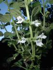 Satureja chandleri,  Shrubby Yerba Buena flowers - grid24_24