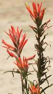 Castilleja subinclusa Long-leaf paintbrush - grid24_24