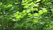 Fraxinus latifolia,  Oregon Ash in the wild up by Forestville
