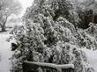 Rhus ovata, Sugar Bush in the snow.
