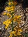 Solidago confinis Yellow Butterfly Weed