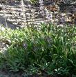 Salvia sonomensis in flower.  This creeping sage is a creeper. - grid24_24