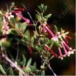 a photo of Symphoricarpos longiflorus,  Desert Snowberry - grid24_24