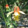 Aquilegia formosa Crimson Columbine, Western Columbine, or  Red Columbine flowers.
