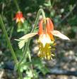 Aquilegia formosa Crimson Columbine, Western Columbine, or  Red Columbine flowers. - grid24_24