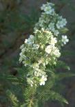 Chamaebatia foliolosa,  Mountain Misery flowers at Santa Margarita