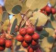 The berries on Big berry manzanita