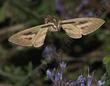 A White-lined Sphinx moth, Hiles lineata,  drawing nectar from a Salvia clevelandii Alpine Sage. - grid24_24