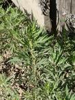 Artemisia douglasiana Mugwort