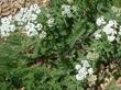 California Yarrow in flower  - grid24_24