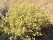 Lepidium fremontii, Desert Alyssum, is here in its desert home, covered with yellow-tinted fruits. 