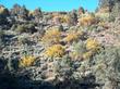 Fremontodendron californicum California Flannel Bush in the wild up by Big Bear