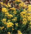 Old photo of Eriogonum umbellatum, Sulfur Flower