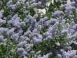 Remote Blue Ceanothus has sky blue flowers(yes the sky looks like that)